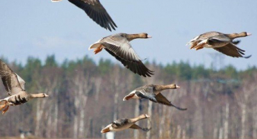 Jak žijí divoké husy? Mohou být drženi v zajetí??